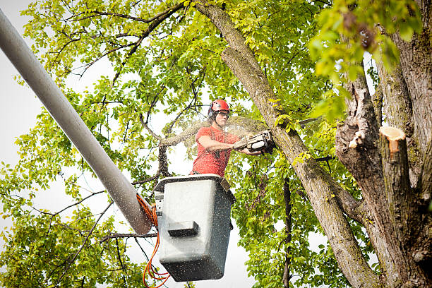 Professional  Tree Services in Bellville, TX